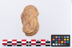 Foto von Astragalus (NHMW-PRAE-002294)